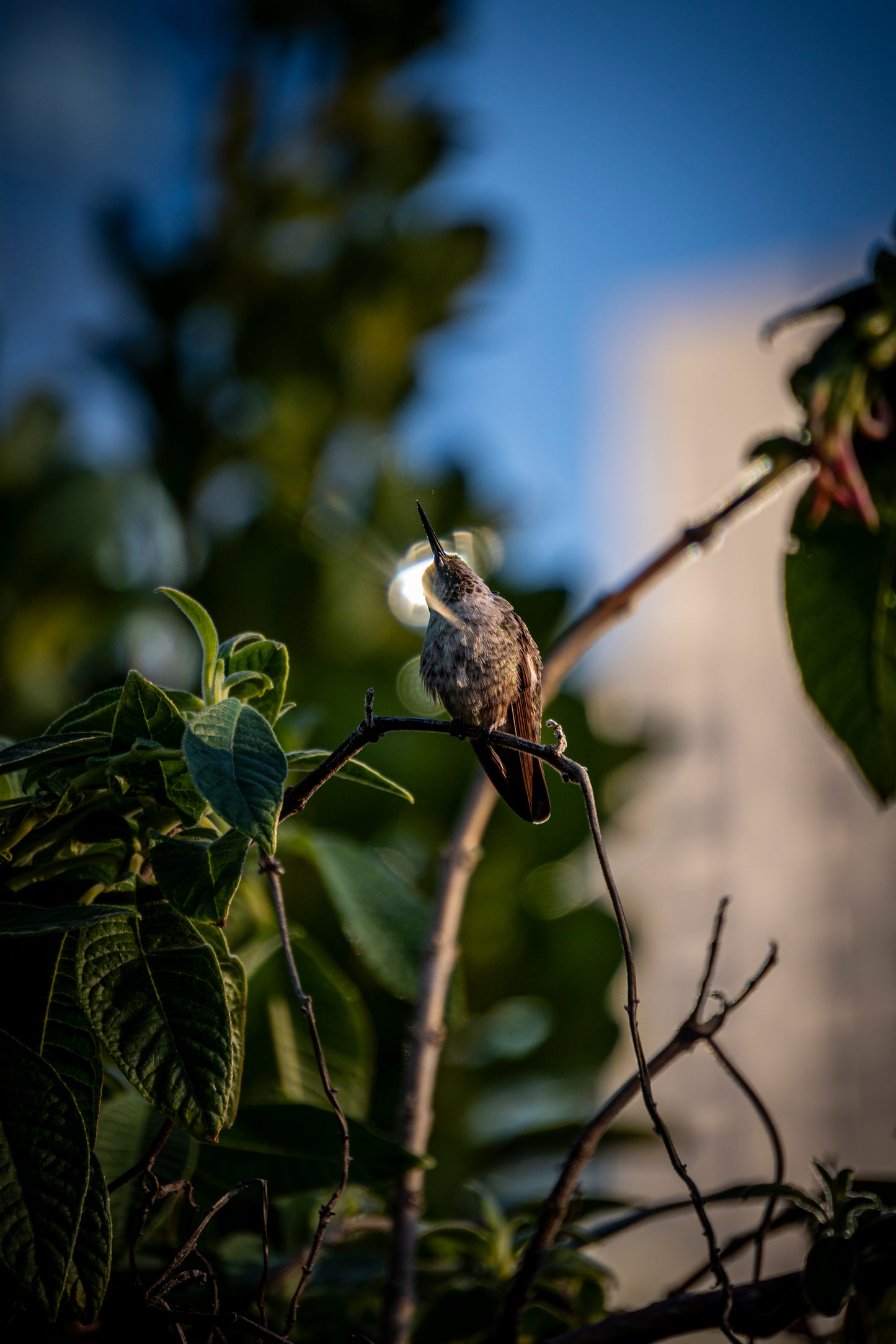 Hummingbird IV - 8x10 Matted Print