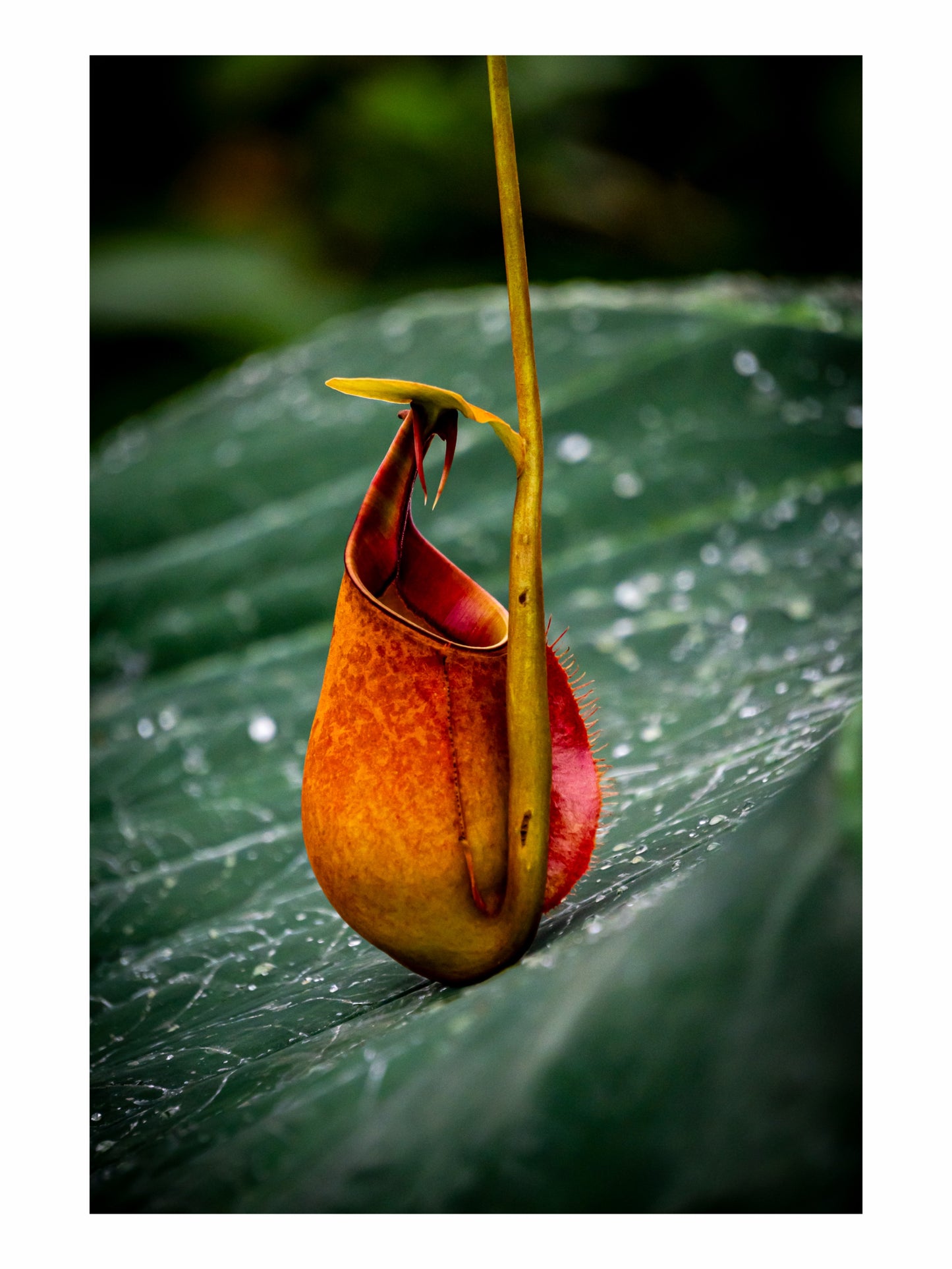 Pitcher Plant I - 8x10 Matted Print