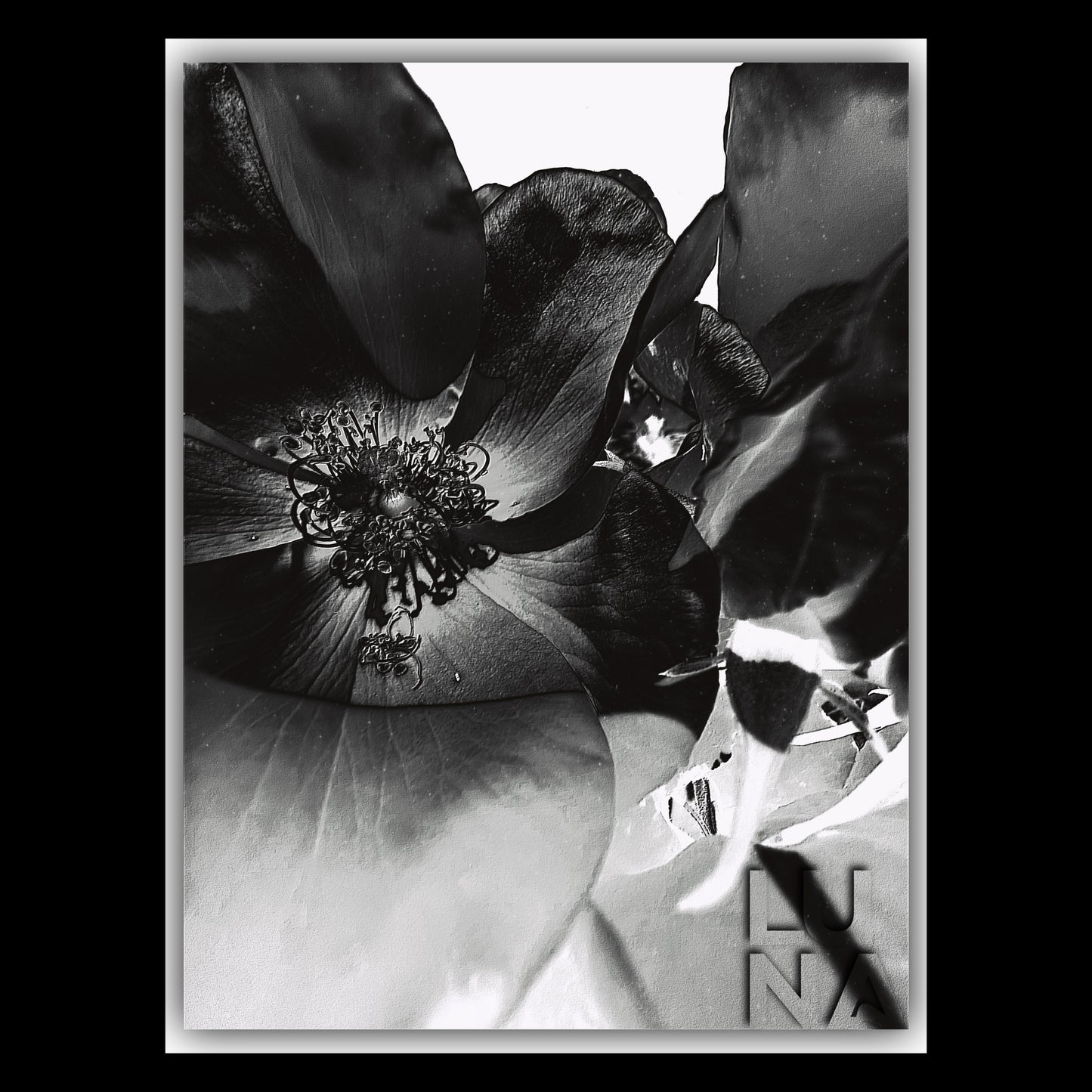 GG Park | B&W | 1.1 | 8x10” Matted Print
