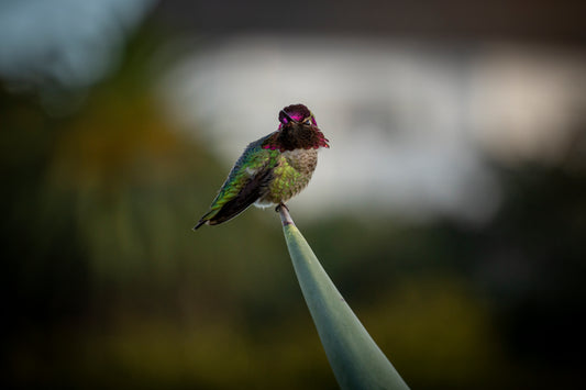 Hummingbird III - 8x10 Matted Print