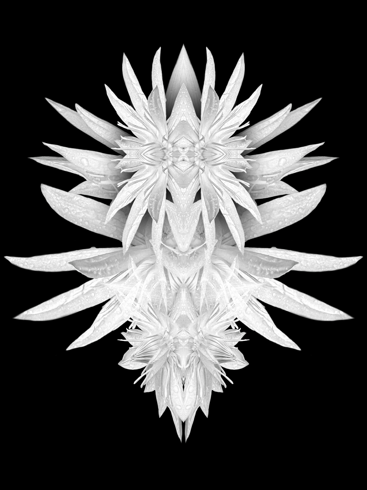 Flower Collage IV - 8x10 Matted Print