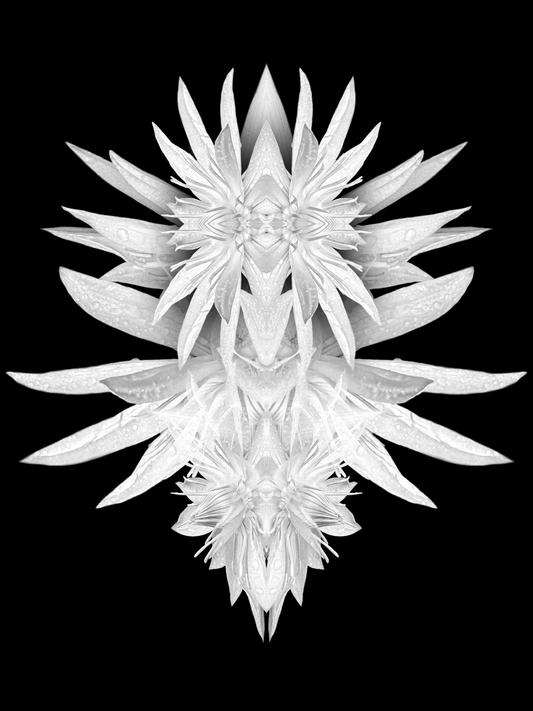 Flower Collage IV - 8x10 Matted Print