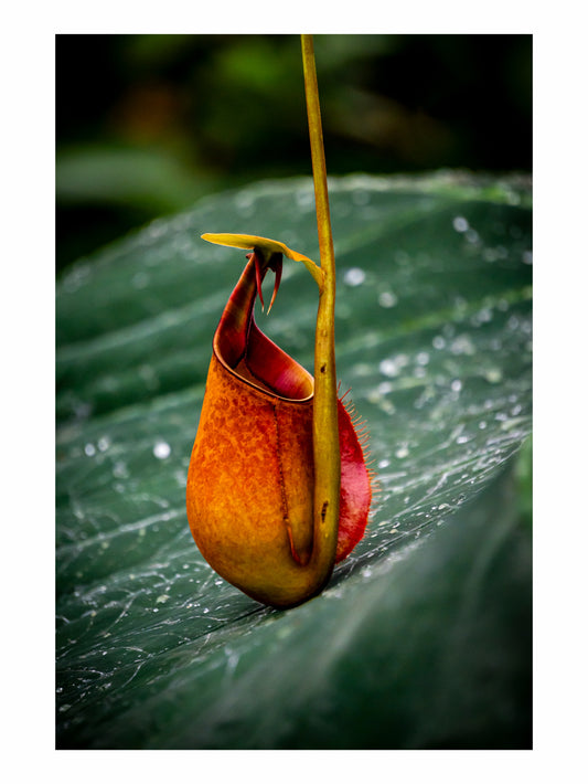 Pitcher Plant I - 8x10 Matted Print