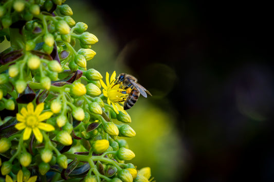 Honey Bee I - 8x10 Matted Print