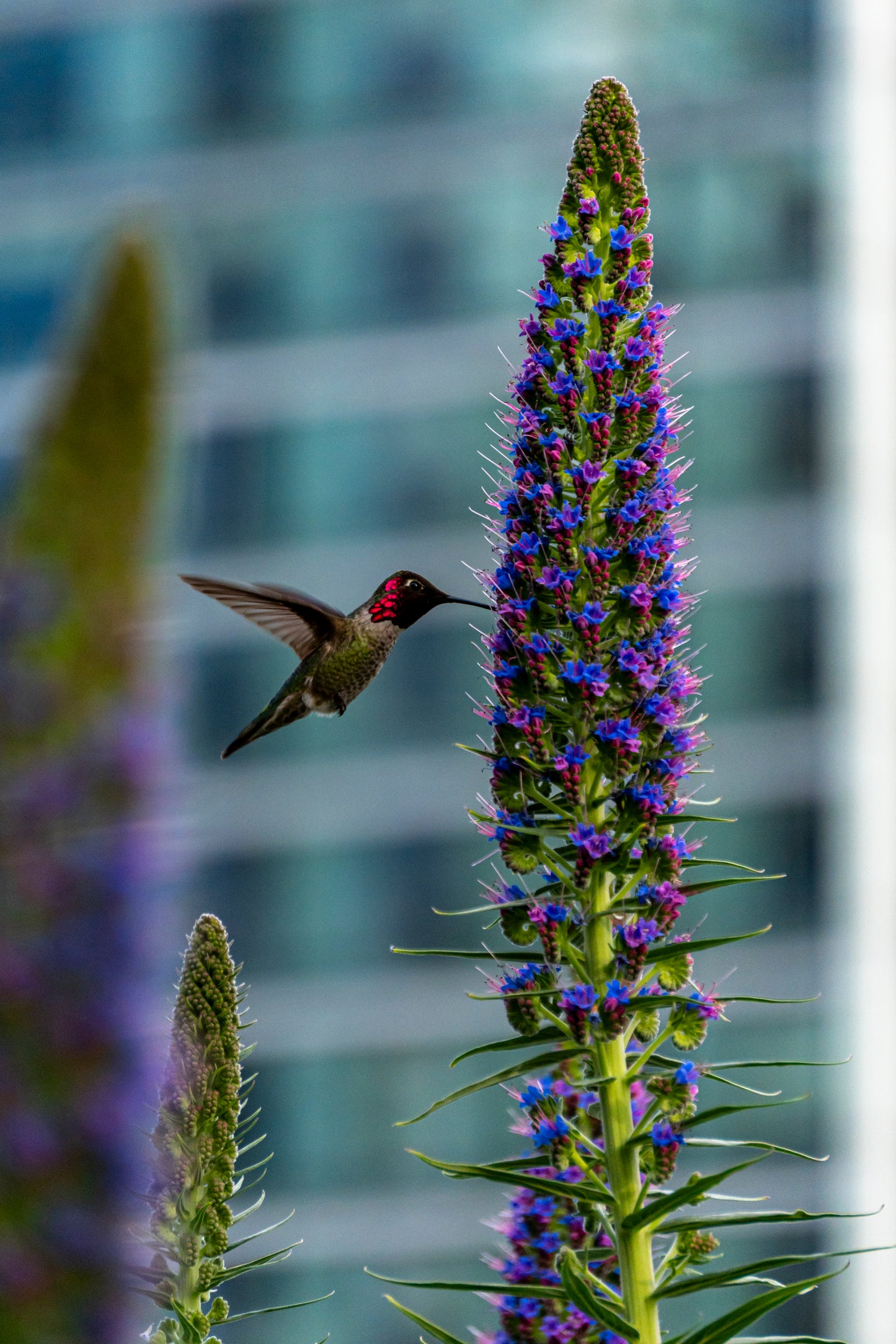 Hummingbird I - 8x10 Matted Print