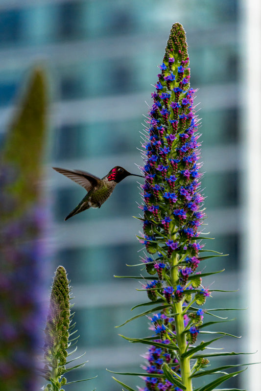 Hummingbird I - 8x10 Matted Print