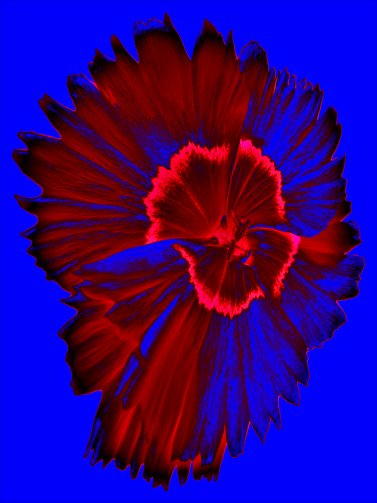 Flower Collage V - 8x10 Matted Print