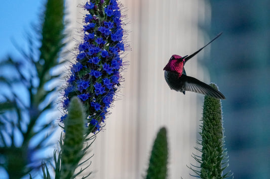 Hummingbird II - 8x10 Matted Print