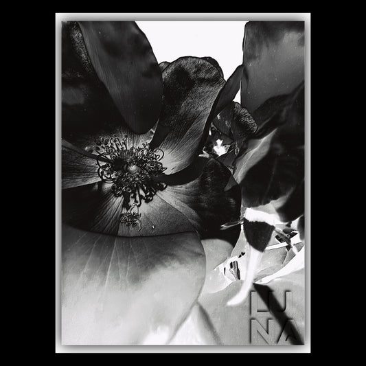GG Park | B&W | 1.1 | 8x10” Matted Print